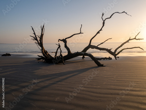 driftwood tree on beach