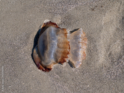 jellyfish on the beach