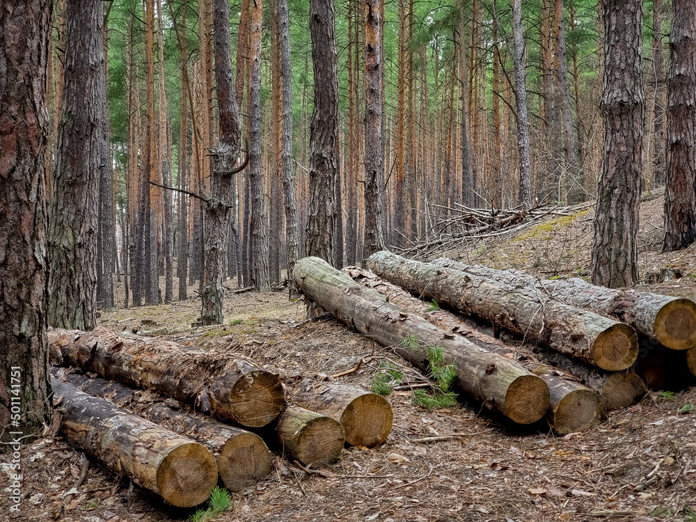 Wood stack collected of freshly cut pine tree logs in forest. Concept of deforestation and environment harm Wood stack collected of freshly cut pine tree logs in forest. Concept of deforestation and environment harm