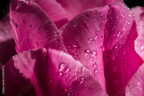 Tulip with dew drops closeup  on a black background  purple tulip  macro