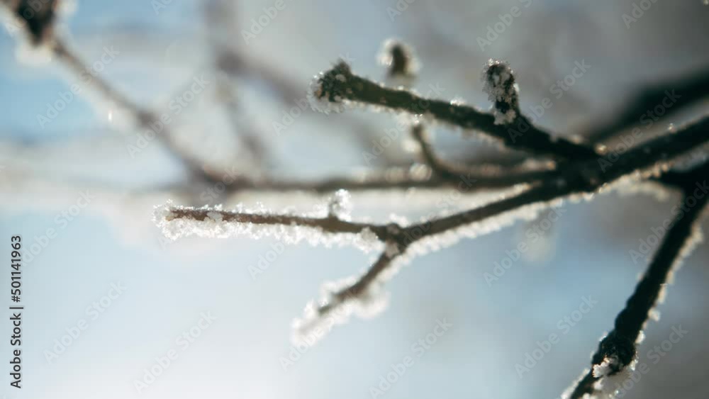 Close-up branch of tree covered with snow on natural background. Close-up branch of tree covered with snow on natural background.