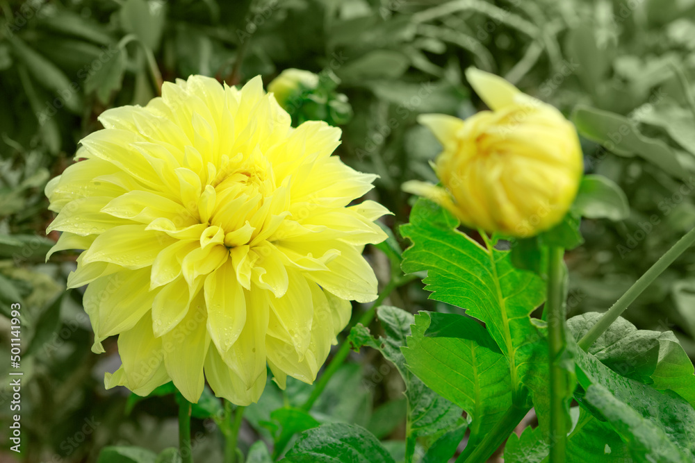 Yellow dahlia flower close up in summer garden. Yellow dahlia flower close up in summer garden.