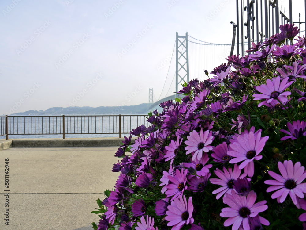 花の向こうに見える明石海峡大橋