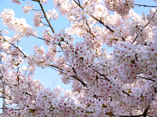 Obraz na płótnie 満開の桜の花 w salonie