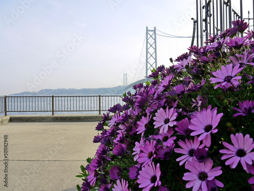 Obraz na płótnie 花の向こうに見える明石海峡大橋 w salonie