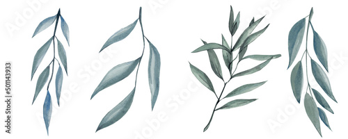 Fototapeta Naklejka Na Ścianę i Meble -  Set of eucalyptus branches isolated on white background. Previous illustration.