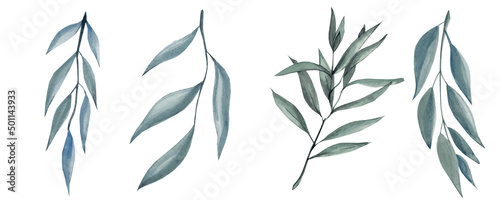 Set of eucalyptus branches isolated on white background. Previous illustration.