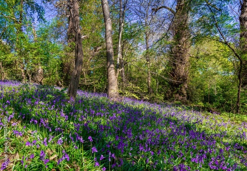 Bluebell Woods, beautiful sunny day in Cassiobury park, Watford