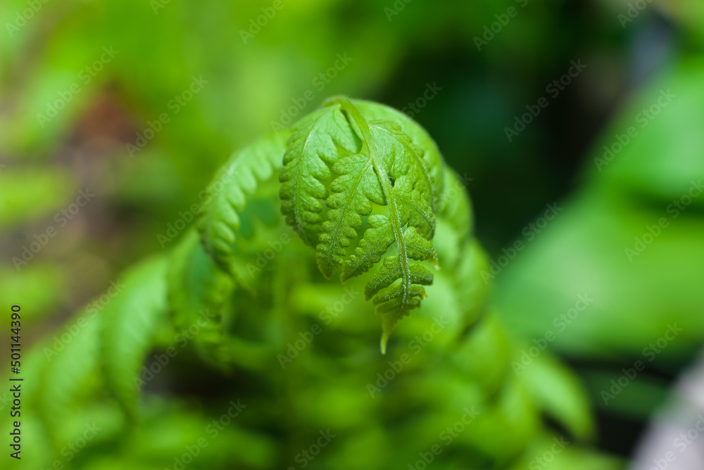 Small young leaves of fern leaves in the garden Small young leaves of fern leaves in the garden