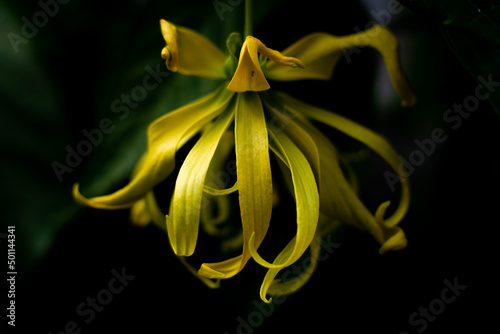 Yellow flowers of Perfume Tree with dark background