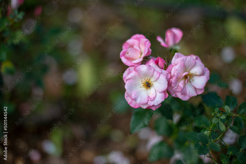 Photo of rose in park. Blurred background. Photo of rose in park. Blurred background.