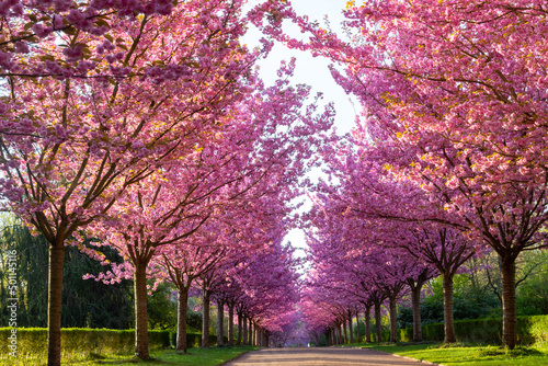 Alleyway „Stoffblumenallee“ of blooming colorful japanese Cherry trees (Prunus serrulata 'Kanzan') in a Rombergpark in Dortmund Germany on a sunny April morning. Intense pink flowering trees.