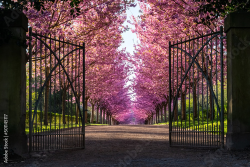 Open gate of wrought iron at the entrance to an alleyway of blooming colorful japanese Cherry trees (Prunus serrulata 'Kanzan') in a public garden in Dortmund Germany on a sunny April morning.  photo