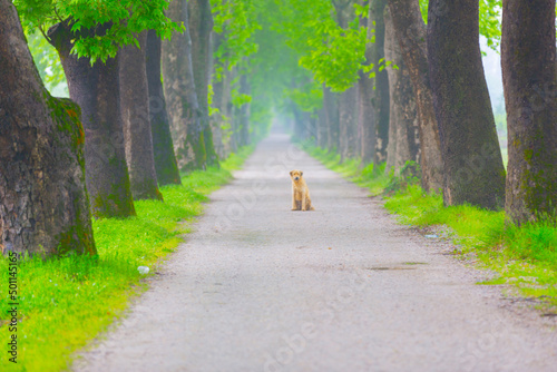 Parkway. Dudakli, Bursa, Turkey. photo