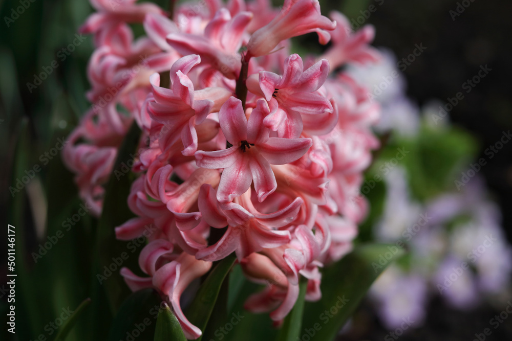 Pink Hyacinth (Hyacinthus orientalis) blooms in the garden in May. Lush blooming flower of pink purple Hyacinth. Spring floral background. Greeting card. First spring flowers. Hyacinth macro Pink Hyacinth (Hyacinthus orientalis) blooms in the garden in May. Lush blooming flower of pink purple Hyacinth. Spring floral background. Greeting card. First spring flowers. Hyacinth macro