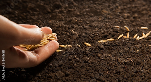 woman hand sowing weat seed photo