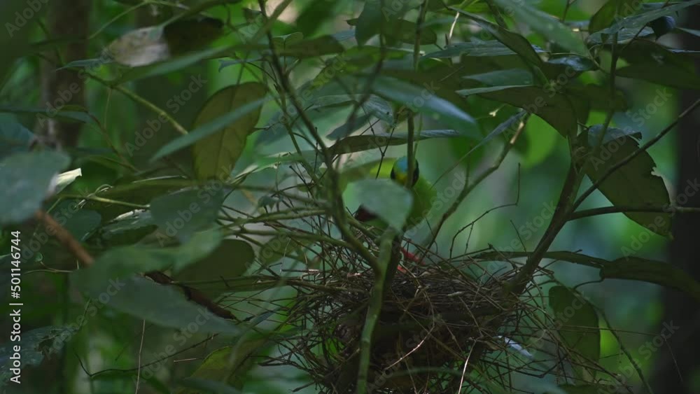 Perched on its nest while attending its nestling and then takes away a fecal sac, Common Green Magpie, Cissa chinensis Midnightsonata, Thailand. Perched on its nest while attending its nestling and then takes away a fecal sac, Common Green Magpie, Cissa chinensis Midnightsonata, Thailand.