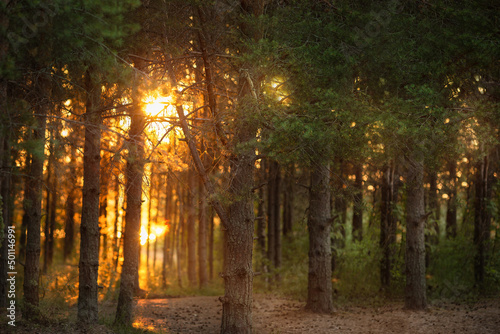 Bright rays of the evening sun. Highlights in the green branches of coniferous trees in the forest