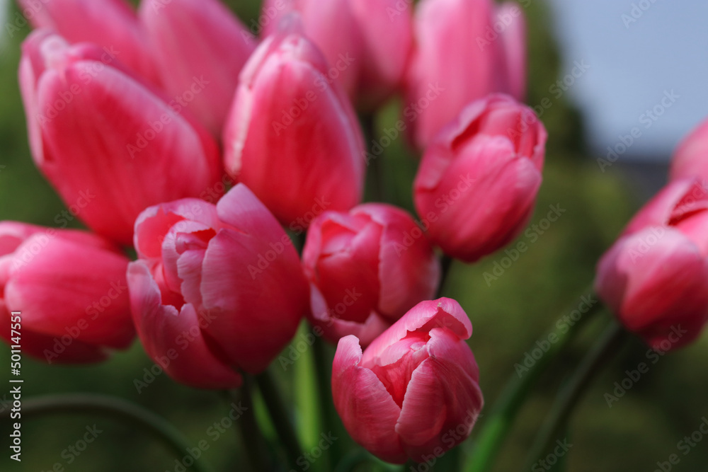 Beautiful pink Tulips flowers close up. Bunch of fresh spring pink tulips . Spring season concept. Banner. Tulip petals close up. Fresh spring flower. Valentine's Day. Birthday. Wedding. Tulip bud Beautiful pink Tulips flowers close up. Bunch of fresh spring pink tulips . Spring season concept. Banner. Tulip petals close up. Fresh spring flower. Valentine's Day. Birthday. Wedding. Tulip bud