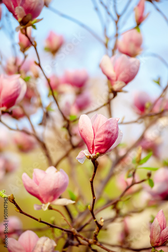 Magnolia spring flowers