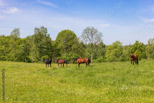 Horses walking on a sunny summer meadow © Lars Johansson