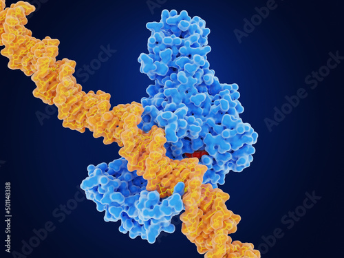 Epigenetics: DNA methyl transferase I (DMNT1) methylates DNA photo