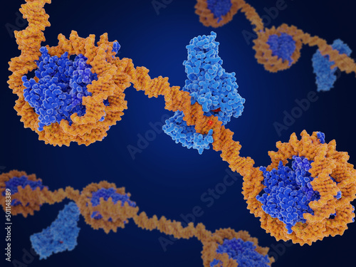 Epigenetics: DNA methylation by the DNA methyl transferase I (DMNT1) photo