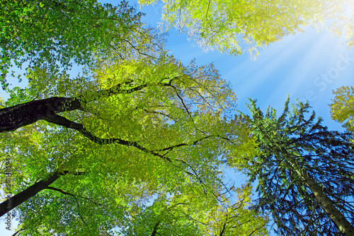 Sunlight in summer forest with green trees and blue sky.