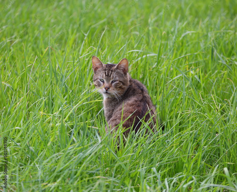 Gray striped sleepy cat sitting in the green grass