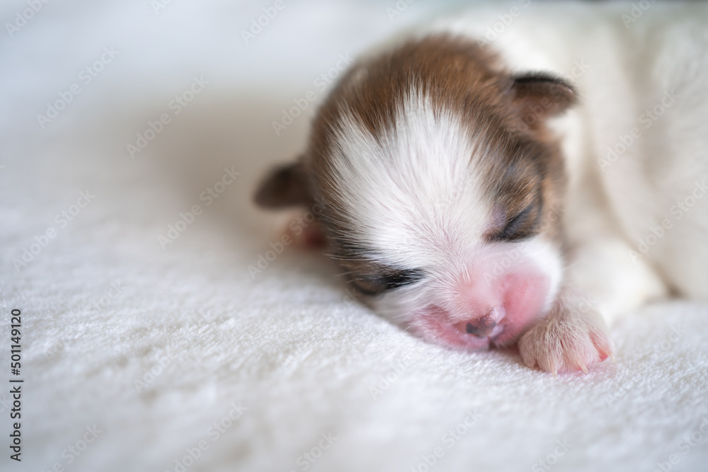 puppy sleeping puppy sleeping