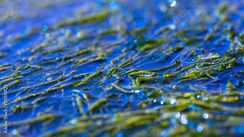 Green algae in a pond of blue sea water