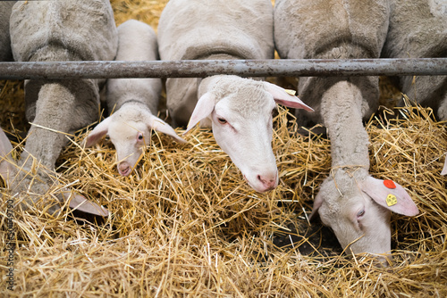 little lamb looks out of the flock of sheep in the stable