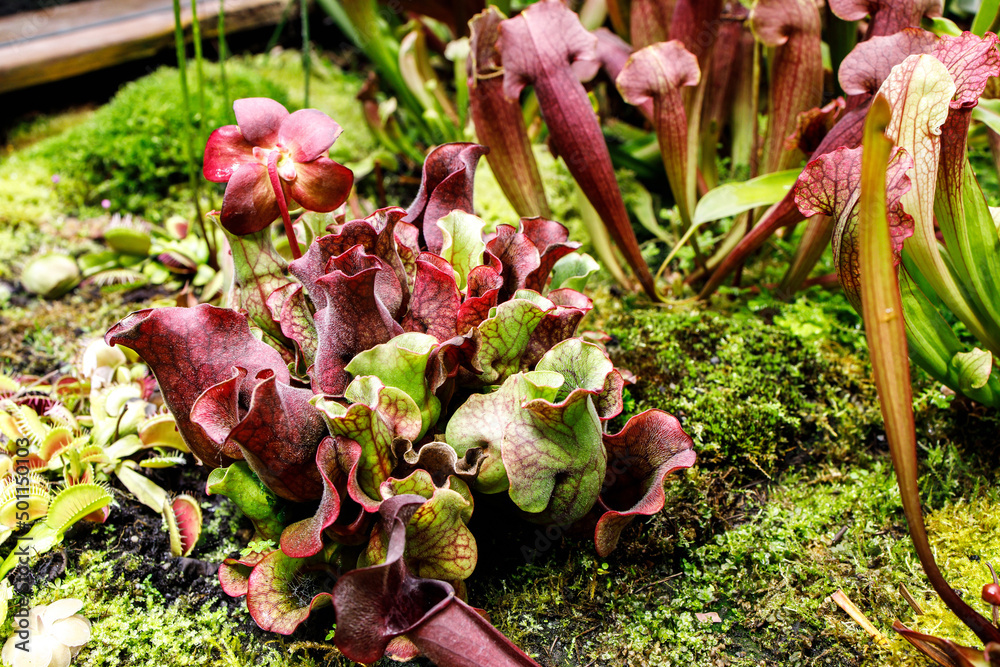 Venus flytrap and Sarracenia in a greenhouse near a makeshift pond in ...