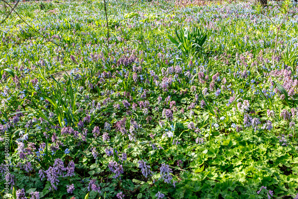 scilla luciliae and Corydalis in a field near a forest in early spring. The carpets of primroses in Apothecary Garden: honey corydalis, pushkinia, blueberries, crocuses, snowdrops, the daffodils!