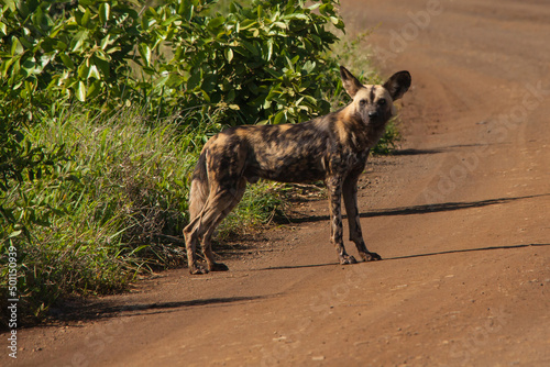 African Wild Dog (Lycaon pictus) 15252
