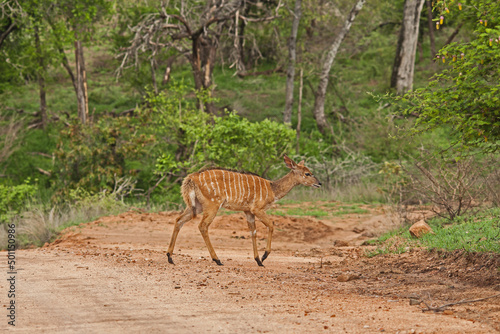 Nyala (Tragelaphus angasii) 15206 photo