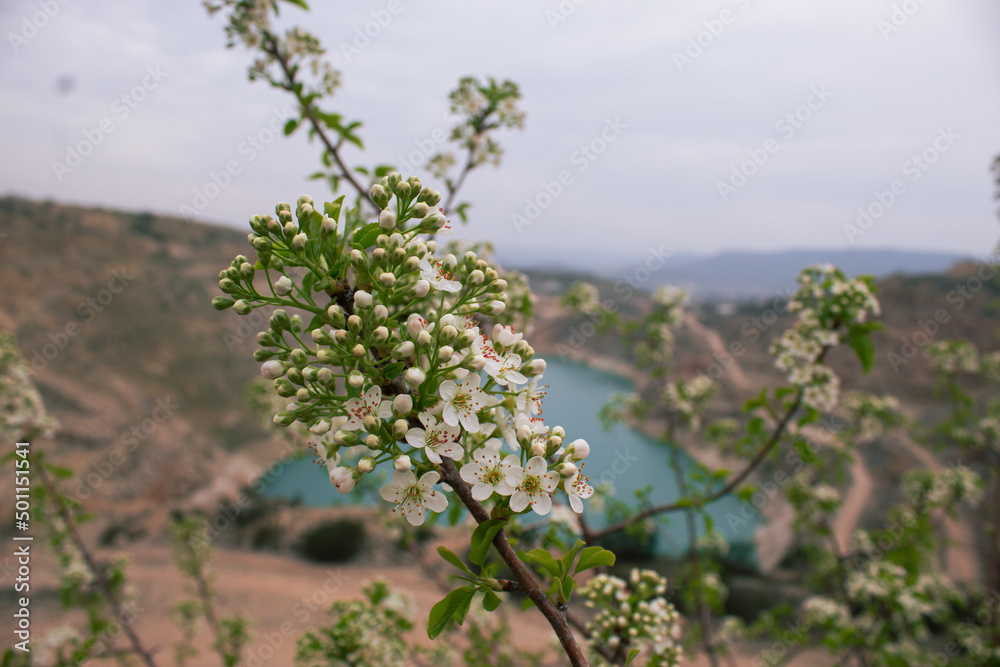 Naklejka premium A blooming tree on the background of a beautiful heart-shaped lake. A green tree on a dry quarry. Spring white flowers. Flooded quarry.