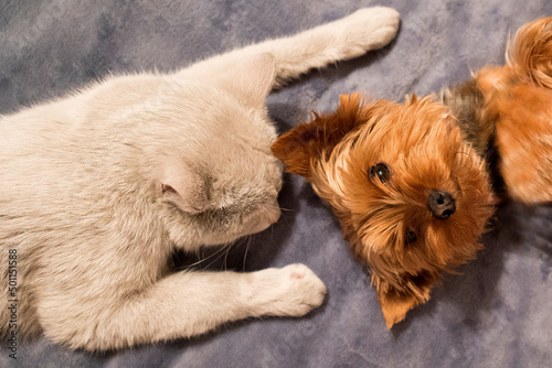 Cute dog and cat lie together on a blue plaid © olga_sova