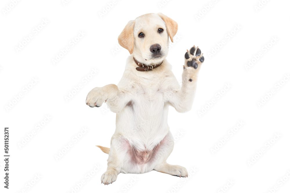 Funny labrador puppy waving his paw sitting isolated on white background - obrazy, fototapety, plakaty 