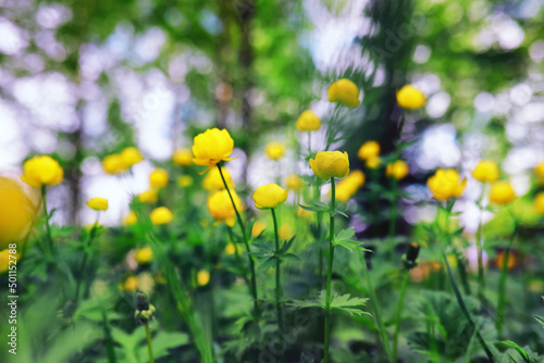 Plants and flowers macro. Detail of petals and leaves at sunset. Natural nature background. © alexkich