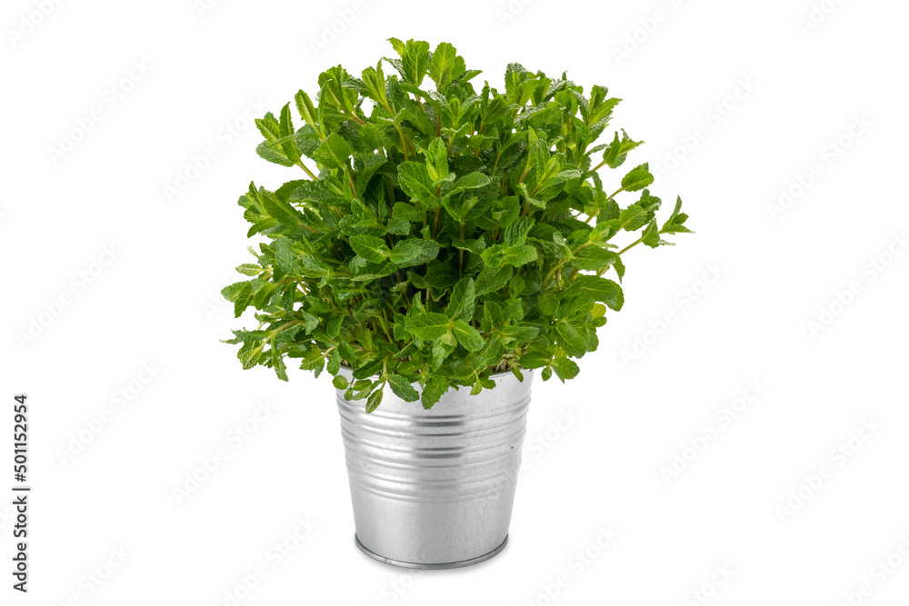 Mint plant in vase tin isolated on white background, copy space Mint plant in vase tin isolated on white background, copy space