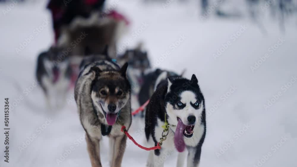 Dog Sledding - Group Of Husky Dogs Running In Snowy Land During Sightseeing Tour In Muonio, Lapland, Finland. - close up, slow motion Dog Sledding - Group Of Husky Dogs Running In Snowy Land During Sightseeing Tour In Muonio, Lapland, Finland. - close up, slow motion