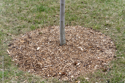 the ground around a young tree covered with wood chips