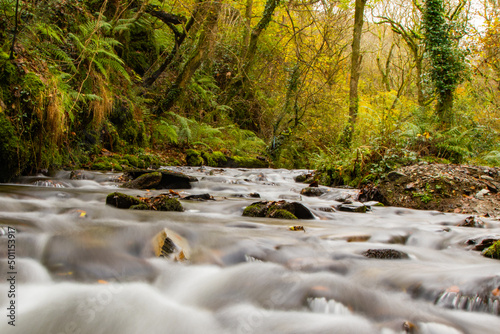 A babbling woodland stream  with autumn colours creeping into the trees.