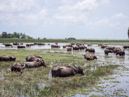 Thai local buffalos eat grass and live in the fresh green field and swamp at Phatthalung of Thailand. © Anusorn