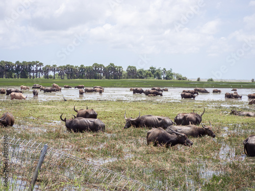 Thai local buffalos eat grass and live in the fresh green field and swamp at Phatthalung of Thailand.