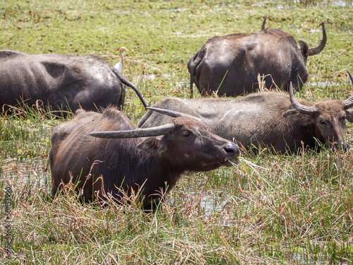 Thai local buffalos eat grass and live in the fresh green field and swamp at Phatthalung of Thailand.