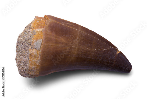 Fototapeta Naklejka Na Ścianę i Meble -  Dinosaur Tooth