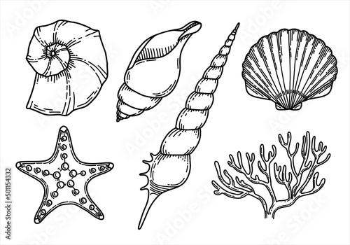 Shells set with Seashells, corals and Seaweed. Hand drawn vector illustration with Conch and Clam in line art style. Drawing of Underwater elements