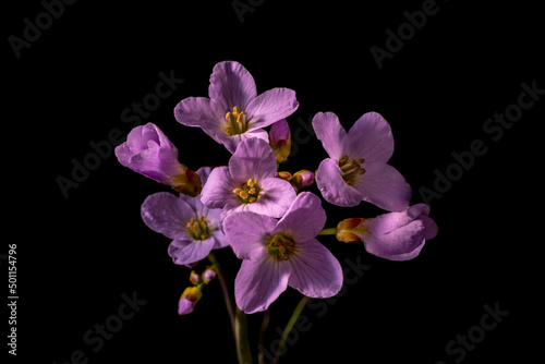 Fresh pink flowers of cuckoo flower found on a spring meadow